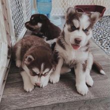 Excellent Male Female Siberian Husky Puppies Now Ready For Adoption