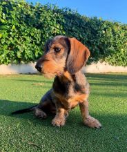 Fantastic Male Female dachshund Puppies Now Ready For Adoption