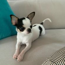 Gorgeous Chihuahua puppies