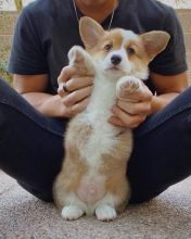 PEMBROKE WELSH CORGI puppies available in good health condition for new homes