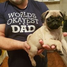 Pug puppies available in good health condition for new homes