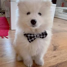 Samoyed puppies, male and female for adoption