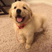 Super adorable Golden Retriever puppies.