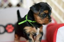 Yorkie Terrier Puppies - Ready Now for adoption