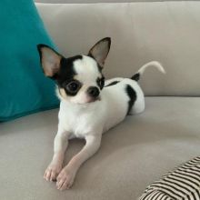 Gorgeous Chihuahua puppies Image eClassifieds4U