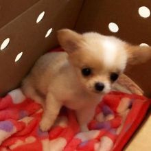 Gorgeous Chihuahua puppies Image eClassifieds4U