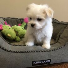 Male and female Maltese puppies for adoption Image eClassifieds4u 2