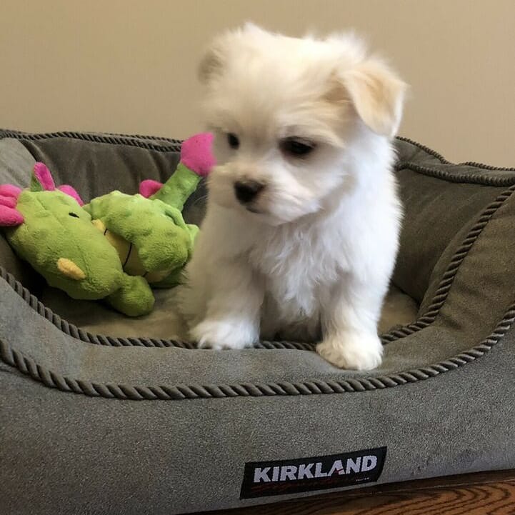 Male and female Maltese puppies for adoption Image eClassifieds4u