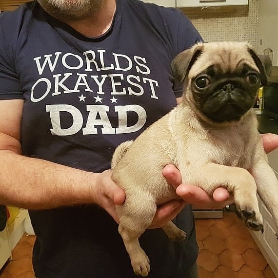 Pug puppies available in good health condition for new homes Image eClassifieds4u