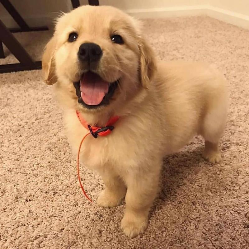 Super adorable Golden Retriever puppies. Image eClassifieds4u