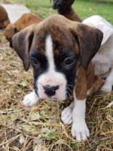 Boxer Puppies For Sale, Text +1 (270) 560-7621