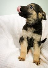 🟥🍁🟥 PEDIGREE CANADIAN GERMAN SHEPHERD PUPPIES AVAILABLE