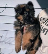 German Shepherd Puppies for Pet-Loving Family