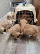 Golden Retriever Puppies For Sale, Text +1 (270) 560-7621
