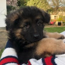 Gorgeous & Magnificient German Shepherd puppies looking for a new home