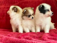 Pomeranian Puppies For Sale, Text +1 (270) 560-7621