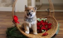 sHIBA iNU CKC Reg Puppies For Sale, Text +1 (270) 560-7621
