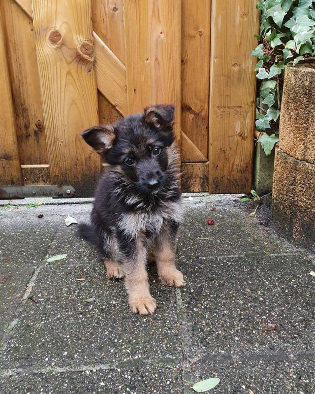 Adorable Male and Female German Shepherd Puppies for adoption Image eClassifieds4u