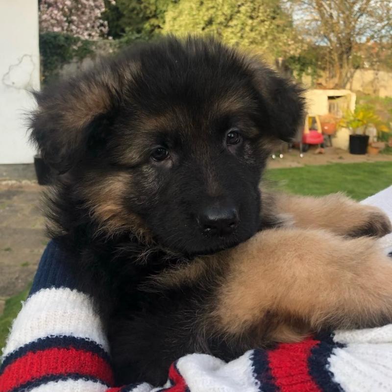 Adorable Male and Female German Shepherd Puppies for adoption Image eClassifieds4u