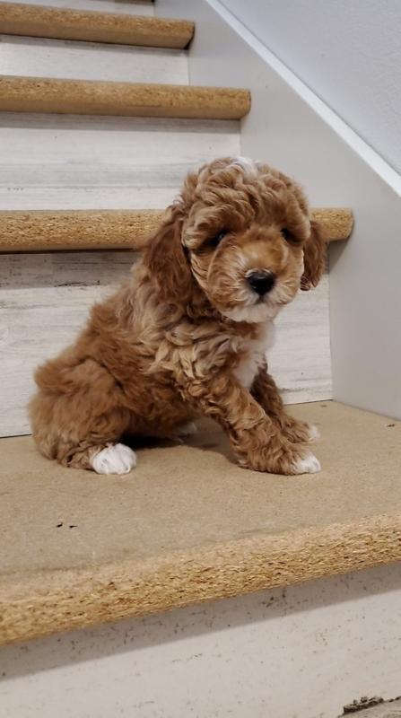 apoo Puppies For Sale, Text +1 (270) 560-7621 Image eClassifieds4u