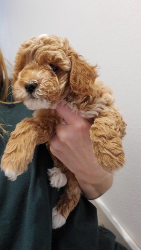 apoo Puppies For Sale, Text +1 (270) 560-7621 Image eClassifieds4u