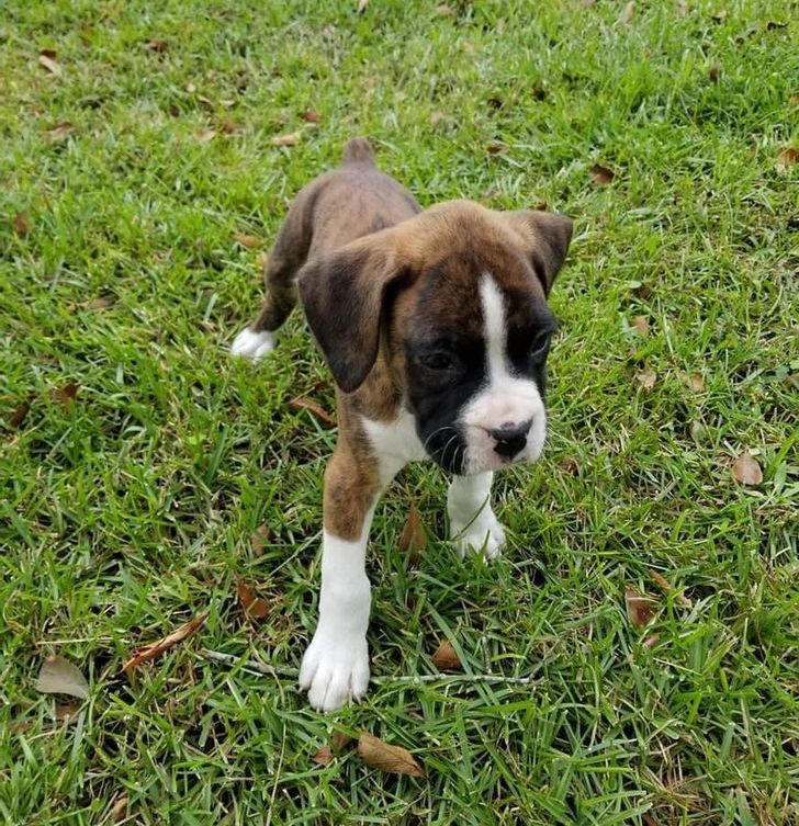 Boxer Puppies For Sale, Text +1 (270) 560-7621 Image eClassifieds4u