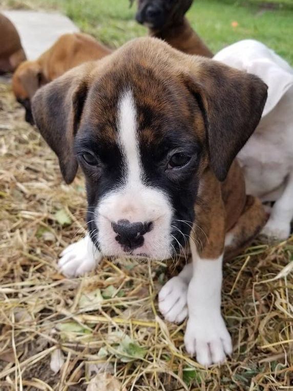 Boxer Puppies For Sale, Text +1 (270) 560-7621 Image eClassifieds4u