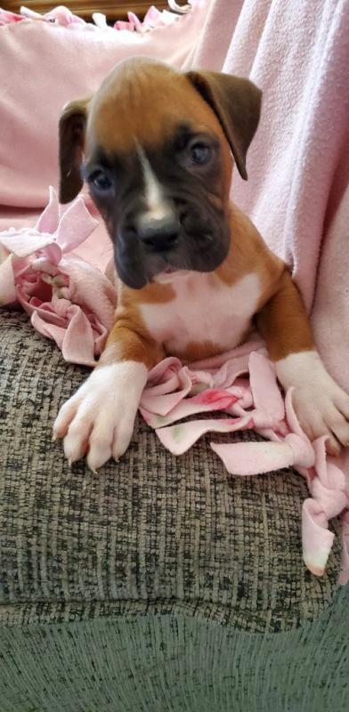 Boxer Puppies For Sale, Text +1 (270) 560-7621 Image eClassifieds4u