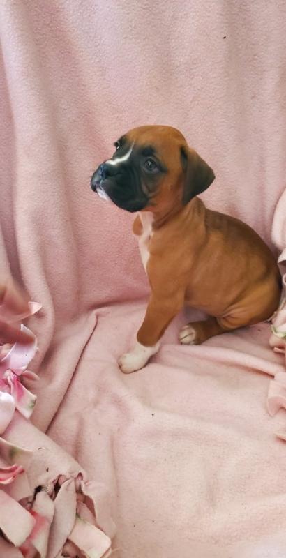 Boxer Puppies For Sale, Text +1 (270) 560-7621 Image eClassifieds4u