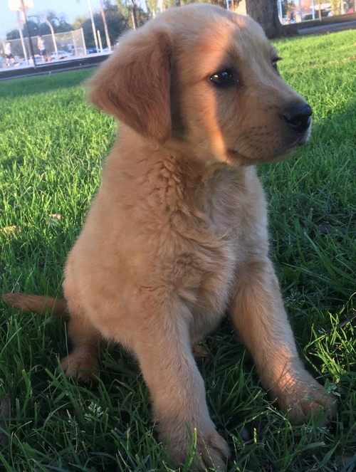Golden Retriever Puppies For Sale, Text +1 (270) 560-7621 Image eClassifieds4u