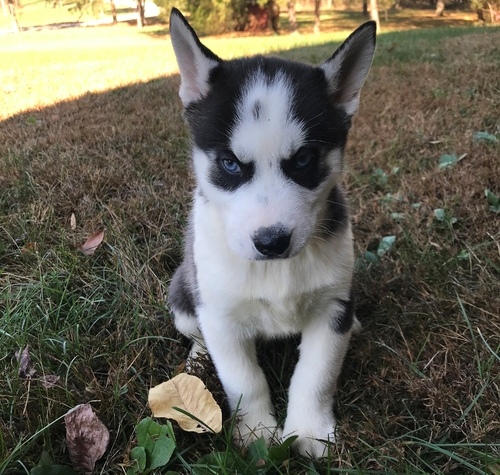Heathy Siberian Husky Puppies For Sale, Text +1 (270) 560-7621 Image eClassifieds4u