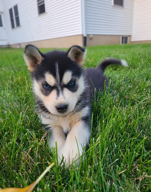 Heathy Siberian Husky Puppies For Sale, Text +1 (270) 560-7621 Image eClassifieds4u