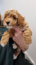 apoo Puppies For Sale, Text +1 (270) 560-7621 Image eClassifieds4u 2