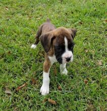 Boxer Puppies For Sale, Text +1 (270) 560-7621 Image eClassifieds4u 3