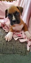 Boxer Puppies For Sale, Text +1 (270) 560-7621 Image eClassifieds4u 4
