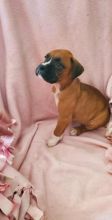 Boxer Puppies For Sale, Text +1 (270) 560-7621 Image eClassifieds4u 2