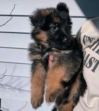 German Shepherd Puppies for Pet-Loving Family Image eClassifieds4U