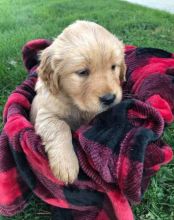 Golden Retriever Puppies For Sale, Text +1 (270) 560-7621 Image eClassifieds4u 2