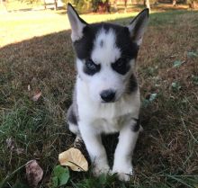 Heathy Siberian Husky Puppies For Sale, Text +1 (270) 560-7621 Image eClassifieds4u 2