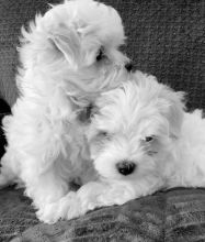 Maltese Puppies For Sale, Text +1 (270) 560-7621 Image eClassifieds4u 3