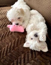 Maltese Puppies For Sale, Text +1 (270) 560-7621 Image eClassifieds4u 4