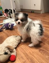Pomeranian Puppies For Sale, Text +1 (270) 560-7621 Image eClassifieds4u 4