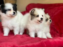 Pomeranian Puppies For Sale, Text +1 (270) 560-7621 Image eClassifieds4u 2
