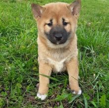 sHIBA iNU CKC Reg Puppies For Sale, Text +1 (270) 560-7621 Image eClassifieds4u 3