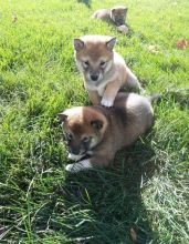 sHIBA iNU CKC Reg Puppies For Sale, Text +1 (270) 560-7621 Image eClassifieds4u 2