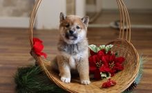 sHIBA iNU CKC Reg Puppies For Sale, Text +1 (270) 560-7621 Image eClassifieds4u 1