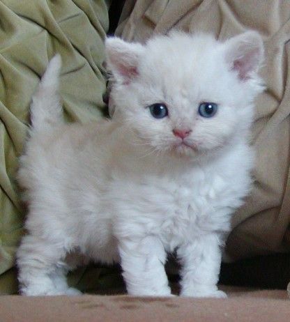 Maine Coon kittens Available Image eClassifieds4u