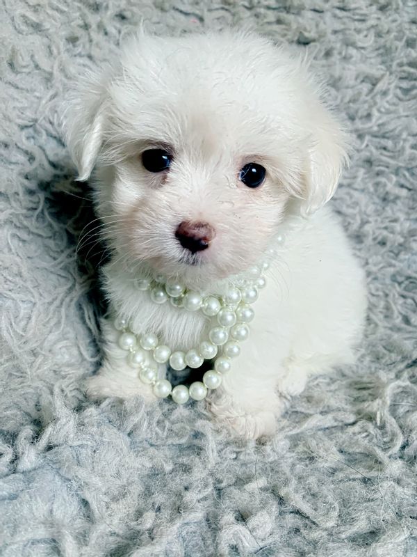 Maltese Puppies For Sale, Text +1 (270) 560-7621 Image eClassifieds4u