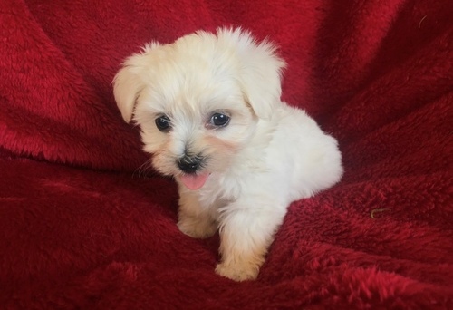 Maltese Puppies For Sale, Text +1 (270) 560-7621 Image eClassifieds4u