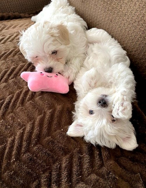 Maltese Puppies For Sale, Text +1 (270) 560-7621 Image eClassifieds4u